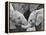 African Elephant Calves (Loxodonta Africana) Holding Trunks, Tanzania-null-Framed Premier Image Canvas