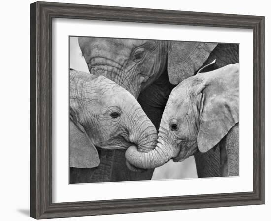 African Elephant Calves (Loxodonta Africana) Holding Trunks, Tanzania-null-Framed Photographic Print