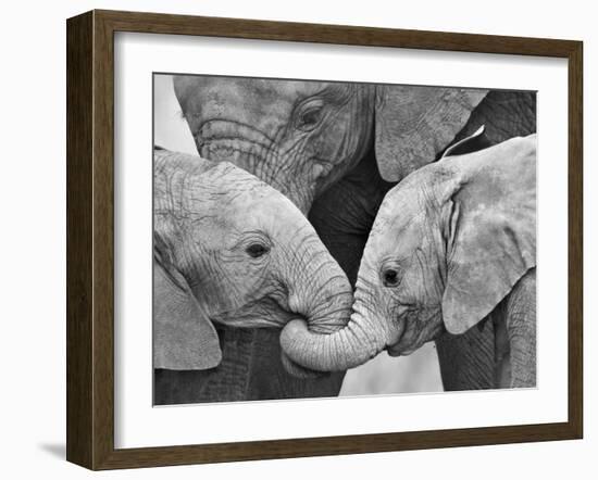 African Elephant Calves (Loxodonta Africana) Holding Trunks, Tanzania-null-Framed Photographic Print