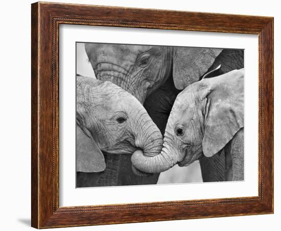 African Elephant Calves (Loxodonta Africana) Holding Trunks, Tanzania-null-Framed Photographic Print