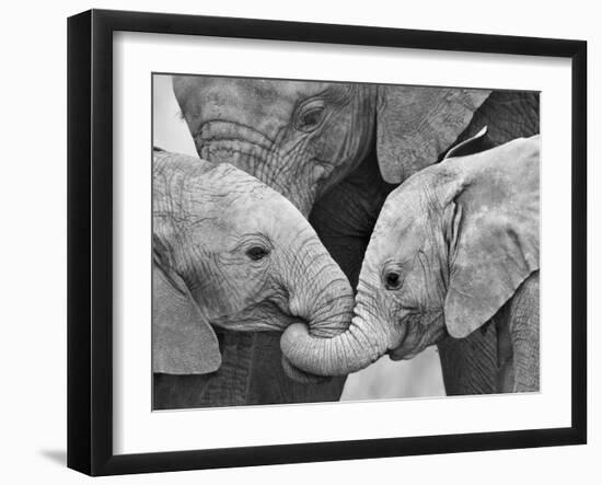 African Elephant Calves (Loxodonta Africana) Holding Trunks, Tanzania--Framed Photographic Print