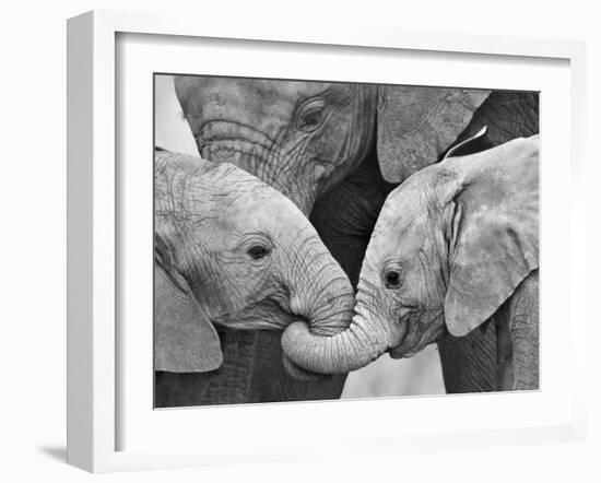 African Elephant Calves (Loxodonta Africana) Holding Trunks, Tanzania-null-Framed Photographic Print