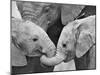 African Elephant Calves (Loxodonta Africana) Holding Trunks, Tanzania-null-Mounted Photographic Print