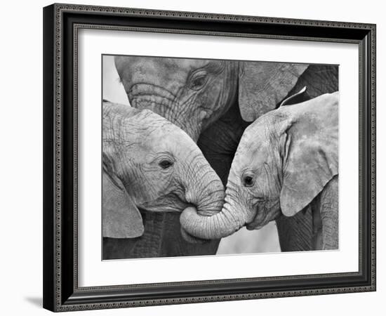 African Elephant Calves (Loxodonta Africana) Holding Trunks, Tanzania-null-Framed Photographic Print