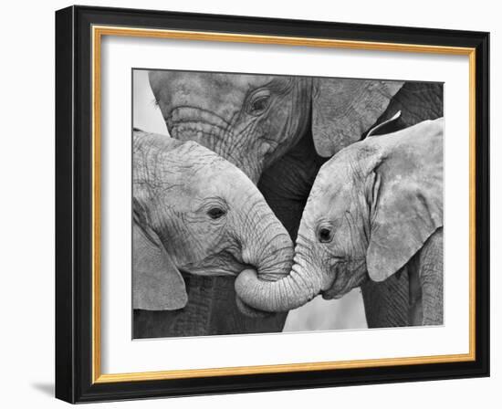 African Elephant Calves (Loxodonta Africana) Holding Trunks, Tanzania-null-Framed Photographic Print