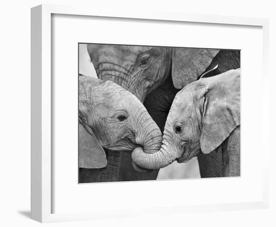 African Elephant Calves (Loxodonta Africana) Holding Trunks, Tanzania-null-Framed Photographic Print