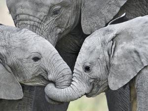 African Elephant Calves (Loxodonta Africana) Holding Trunks, Tanzania