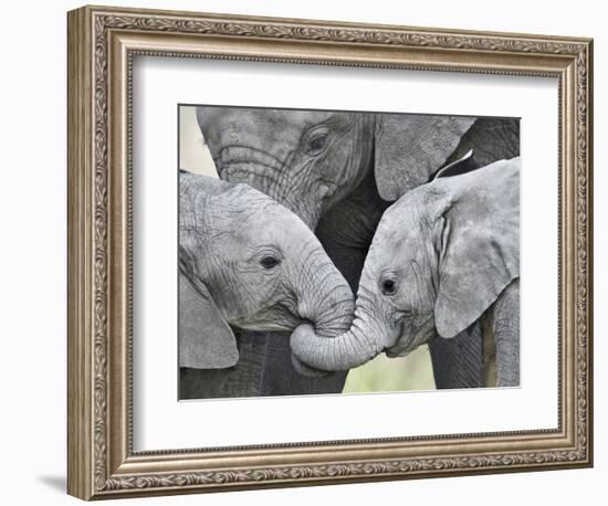 African Elephant Calves (Loxodonta Africana) Holding Trunks, Tanzania--Framed Photographic Print