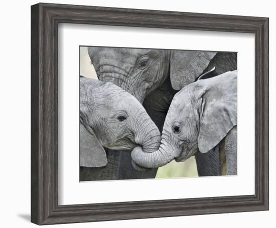 African Elephant Calves (Loxodonta Africana) Holding Trunks, Tanzania-null-Framed Photographic Print