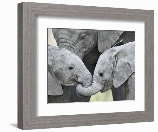 African Elephant Calves (Loxodonta Africana) Holding Trunks, Tanzania-null-Framed Photographic Print