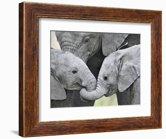 African Elephant Calves (Loxodonta Africana) Holding Trunks, Tanzania--Framed Photographic Print