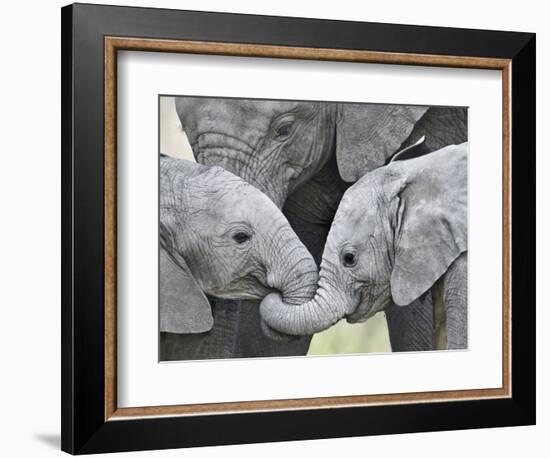 African Elephant Calves (Loxodonta Africana) Holding Trunks, Tanzania-null-Framed Photographic Print