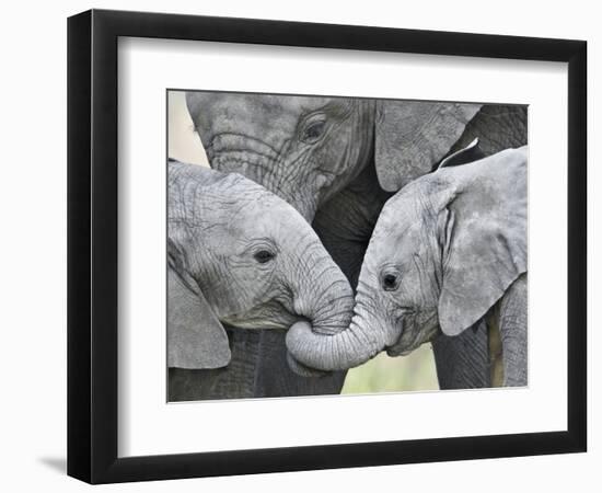 African Elephant Calves (Loxodonta Africana) Holding Trunks, Tanzania--Framed Photographic Print