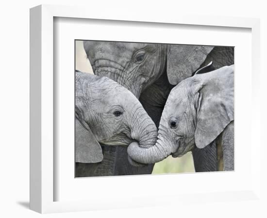 African Elephant Calves (Loxodonta Africana) Holding Trunks, Tanzania--Framed Photographic Print