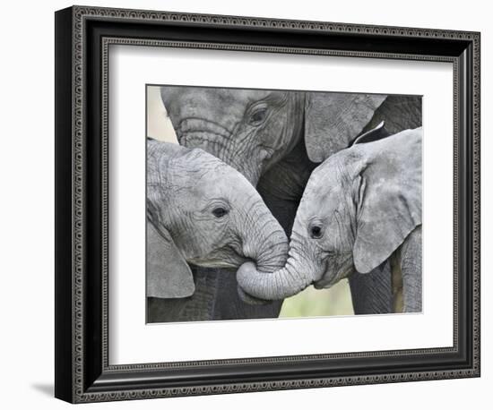 African Elephant Calves (Loxodonta Africana) Holding Trunks, Tanzania-null-Framed Photographic Print