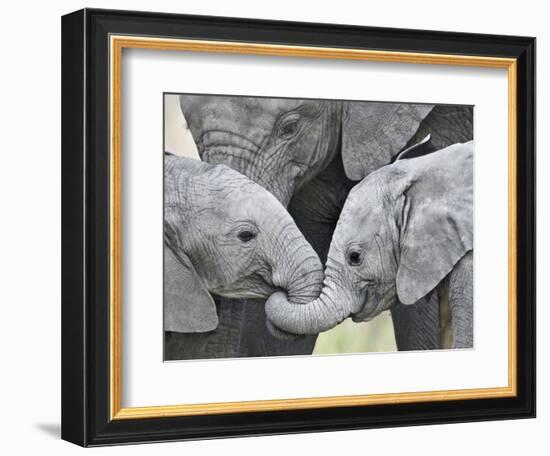 African Elephant Calves (Loxodonta Africana) Holding Trunks, Tanzania--Framed Photographic Print