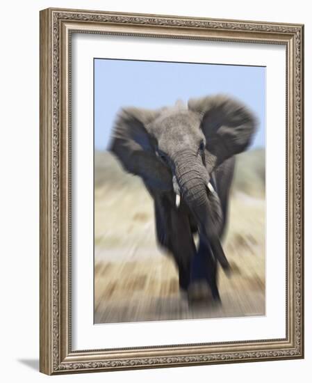 African Elephant, Charging Abstract, Etosha National Park, Namibia-Tony Heald-Framed Photographic Print