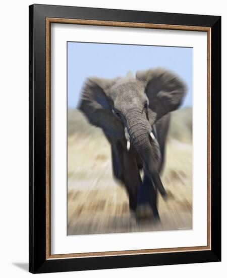 African Elephant, Charging Abstract, Etosha National Park, Namibia-Tony Heald-Framed Photographic Print