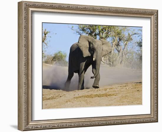 African Elephant Charging, Chobe National Park, Botswana-Tony Heald-Framed Photographic Print