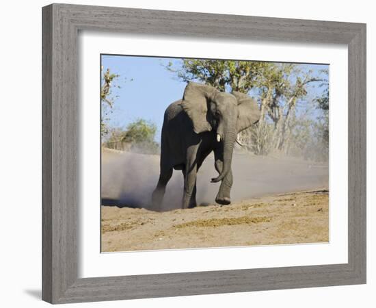 African Elephant Charging, Chobe National Park, Botswana-Tony Heald-Framed Photographic Print