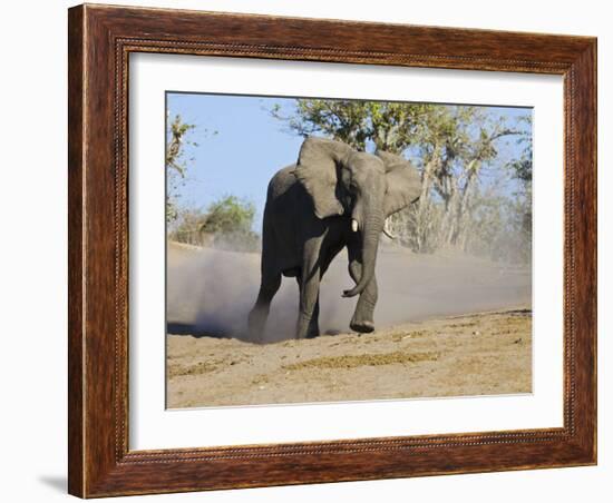 African Elephant Charging, Chobe National Park, Botswana-Tony Heald-Framed Photographic Print