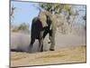 African Elephant Charging, Chobe National Park, Botswana-Tony Heald-Mounted Photographic Print