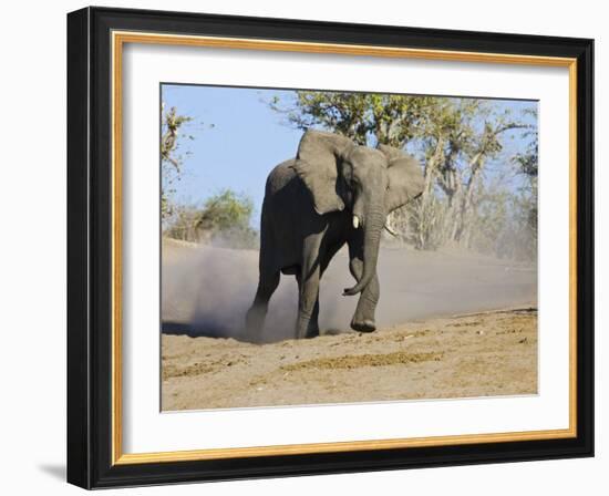 African Elephant Charging, Chobe National Park, Botswana-Tony Heald-Framed Photographic Print