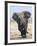 African Elephant, Charging, Etosha National Park, Namibia-Tony Heald-Framed Photographic Print