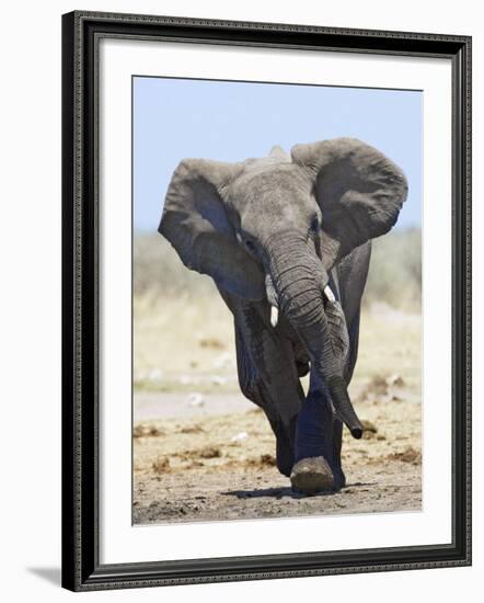 African Elephant, Charging, Etosha National Park, Namibia-Tony Heald-Framed Photographic Print