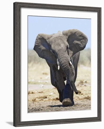 African Elephant, Charging, Etosha National Park, Namibia-Tony Heald-Framed Photographic Print