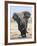 African Elephant, Charging, Etosha National Park, Namibia-Tony Heald-Framed Photographic Print