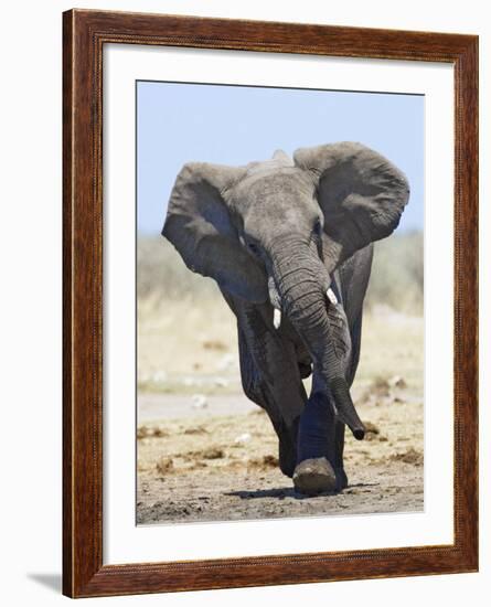 African Elephant, Charging, Etosha National Park, Namibia-Tony Heald-Framed Photographic Print