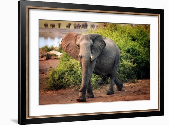 African elephant, Chobe National Park, Botswana, Africa-Karen Deakin-Framed Photographic Print