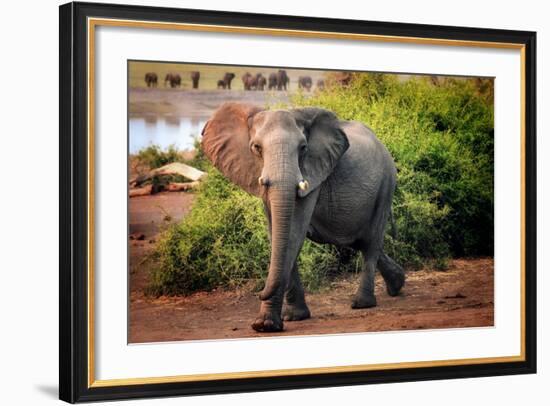 African elephant, Chobe National Park, Botswana, Africa-Karen Deakin-Framed Photographic Print