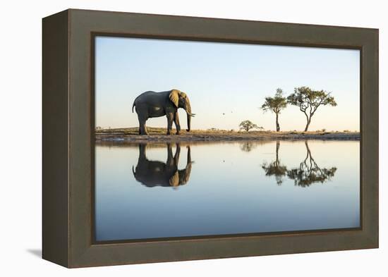 African Elephant, Chobe National Park, Botswana-Paul Souders-Framed Premier Image Canvas