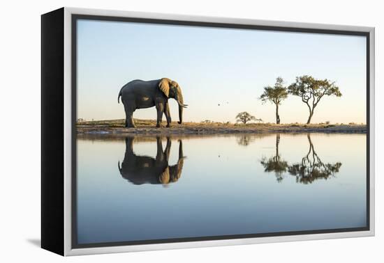 African Elephant, Chobe National Park, Botswana-Paul Souders-Framed Premier Image Canvas