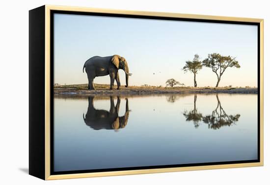 African Elephant, Chobe National Park, Botswana-Paul Souders-Framed Premier Image Canvas