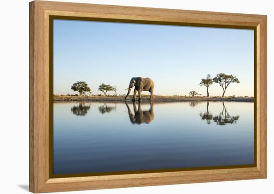 African Elephant, Chobe National Park, Botswana-Paul Souders-Framed Premier Image Canvas