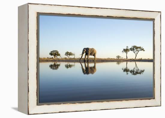 African Elephant, Chobe National Park, Botswana-Paul Souders-Framed Premier Image Canvas