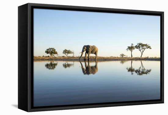 African Elephant, Chobe National Park, Botswana-Paul Souders-Framed Premier Image Canvas
