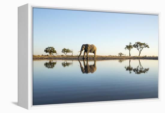 African Elephant, Chobe National Park, Botswana-Paul Souders-Framed Premier Image Canvas