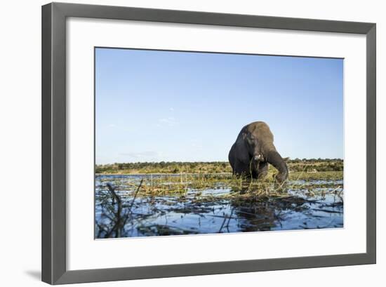 African Elephant, Chobe National Park, Botswana-Paul Souders-Framed Photographic Print