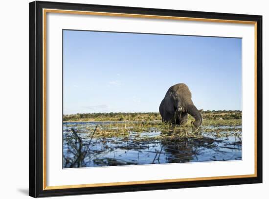 African Elephant, Chobe National Park, Botswana-Paul Souders-Framed Photographic Print