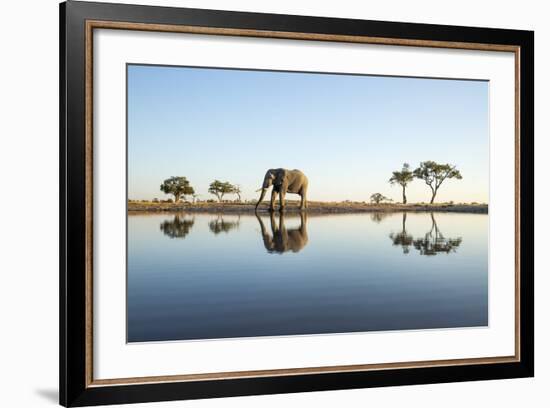 African Elephant, Chobe National Park, Botswana-Paul Souders-Framed Photographic Print