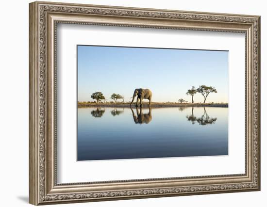 African Elephant, Chobe National Park, Botswana-Paul Souders-Framed Photographic Print