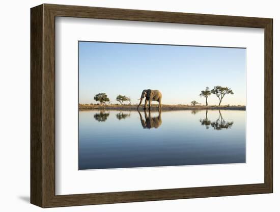 African Elephant, Chobe National Park, Botswana-Paul Souders-Framed Photographic Print