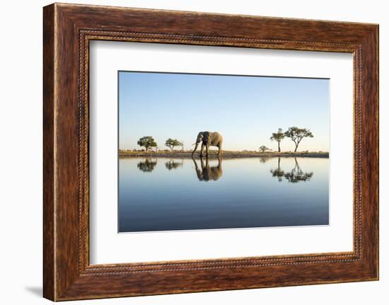 African Elephant, Chobe National Park, Botswana-Paul Souders-Framed Photographic Print