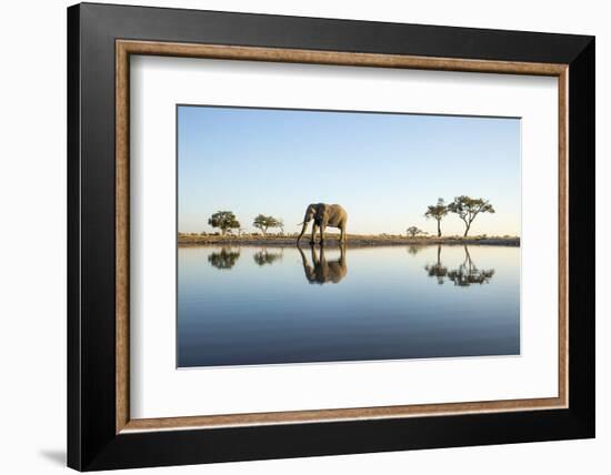 African Elephant, Chobe National Park, Botswana-Paul Souders-Framed Photographic Print