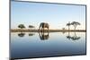 African Elephant, Chobe National Park, Botswana-Paul Souders-Mounted Photographic Print