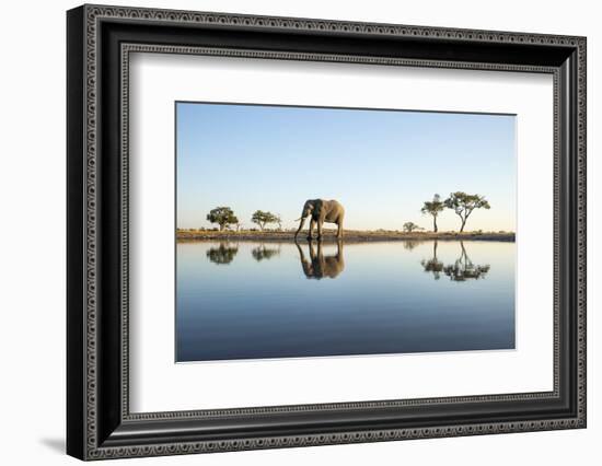 African Elephant, Chobe National Park, Botswana-Paul Souders-Framed Photographic Print